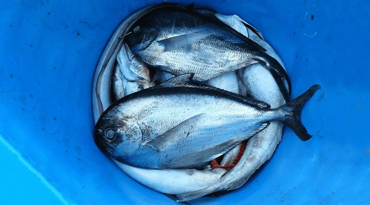 Devenez poissonnier