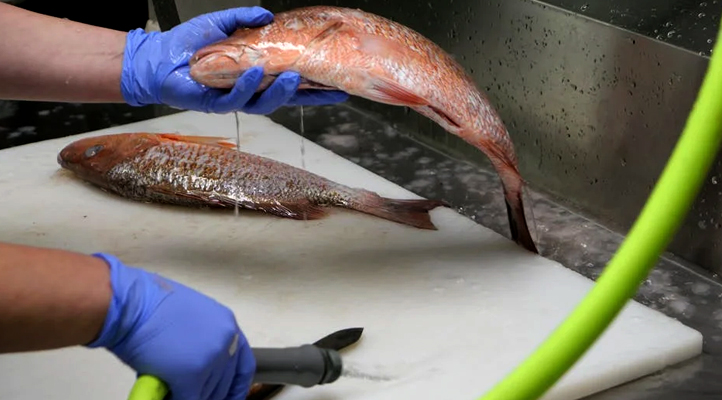 Deviens Poissonnier